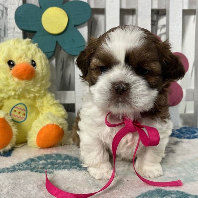 Emmy - Shih Tzu Female