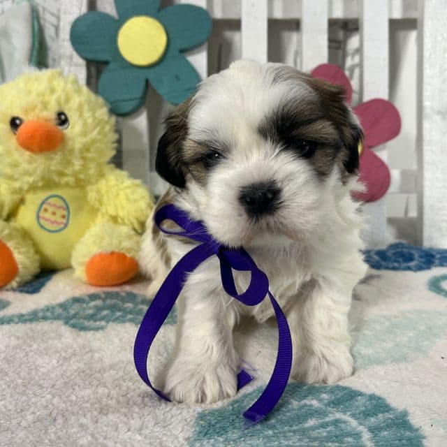 Twinkle  - Shih Tzu Female