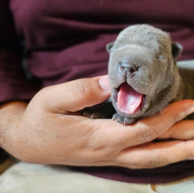 Boris - Miniature Shar-Pei Male