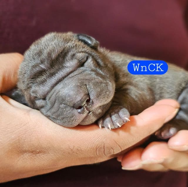 Bruno - Miniature Shar-Pei Male