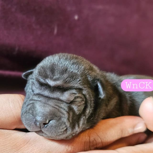 Bonnie - Miniature Shar-Pei Female