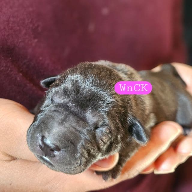 Bitty - Miniature Shar-Pei Female