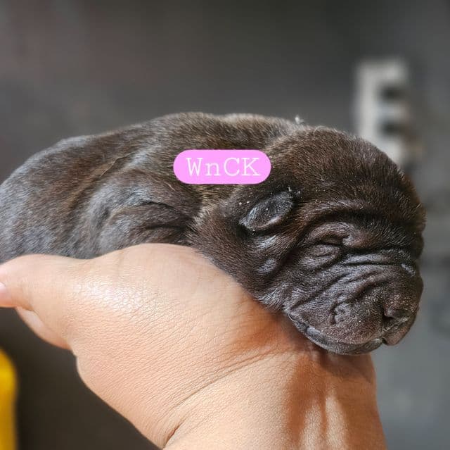 Binx - Miniature Shar-Pei Female