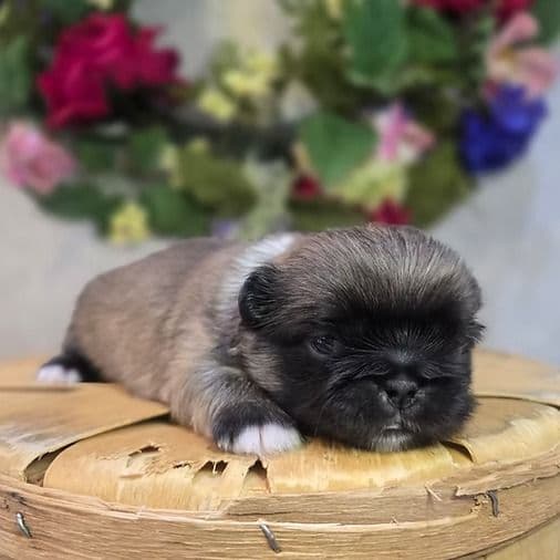 Paisley - Pekingese Female