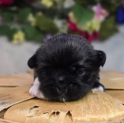 Paris - Pekingese Female