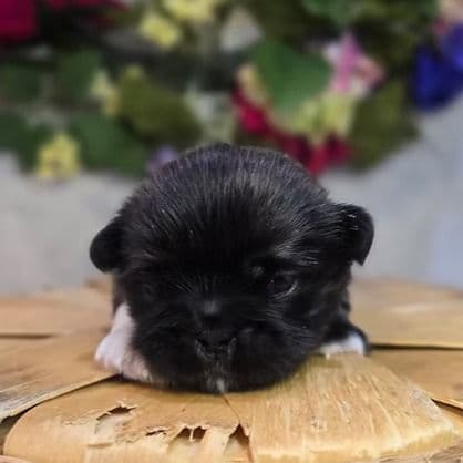 Paul - Pekingese Male