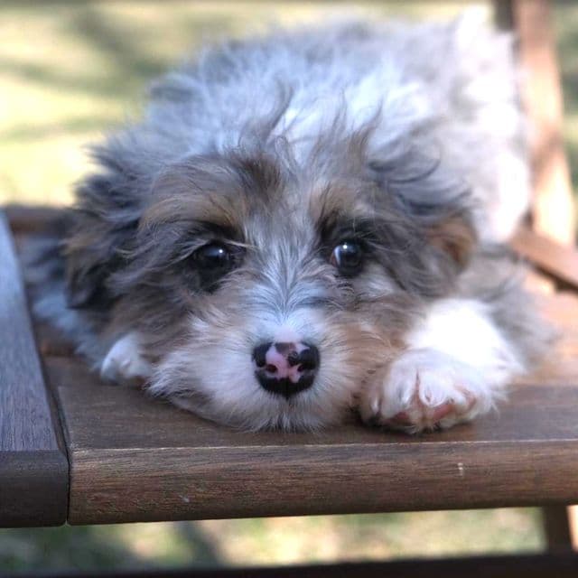 Marshall - Bernedoodle Male