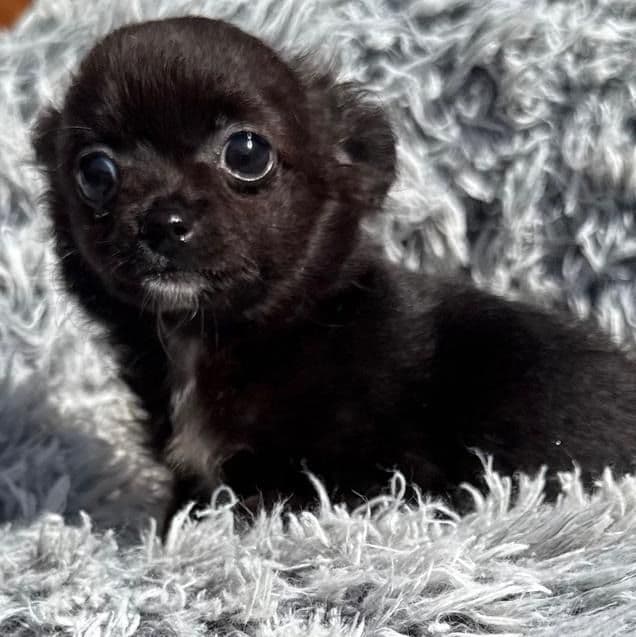 Minnie - Chihuahua Female