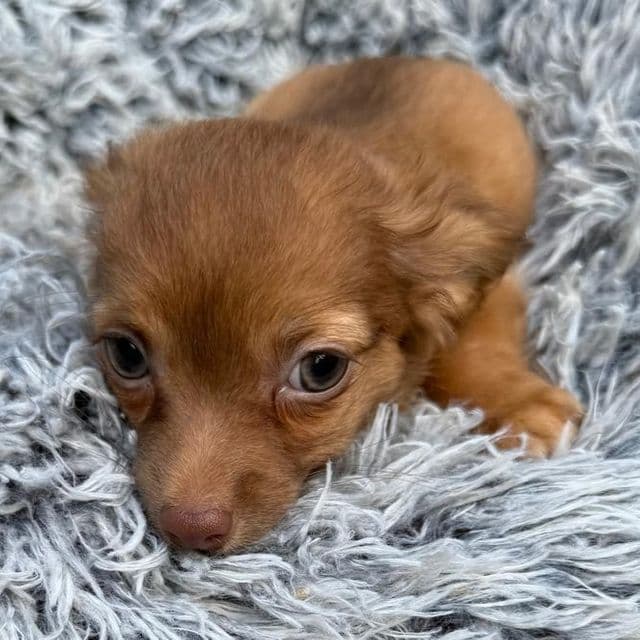 Dino - Chihuahua Male