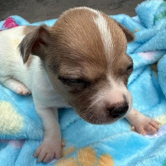 Max - Chihuahua Male