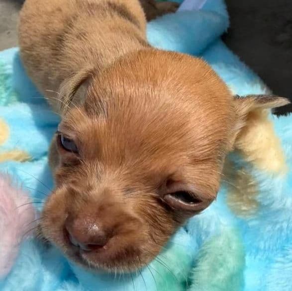 Chico - Chihuahua Male
