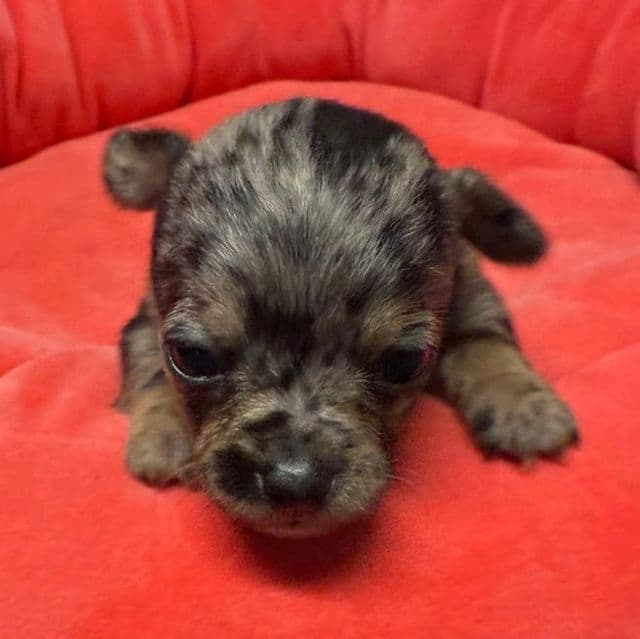 Minx - Chihuahua Female