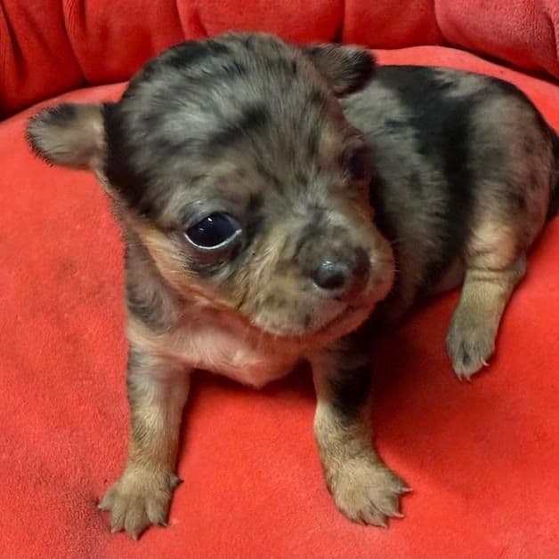 Millie - Chihuahua Female