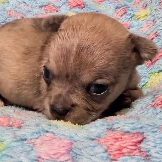 Nacho - Chihuahua Male