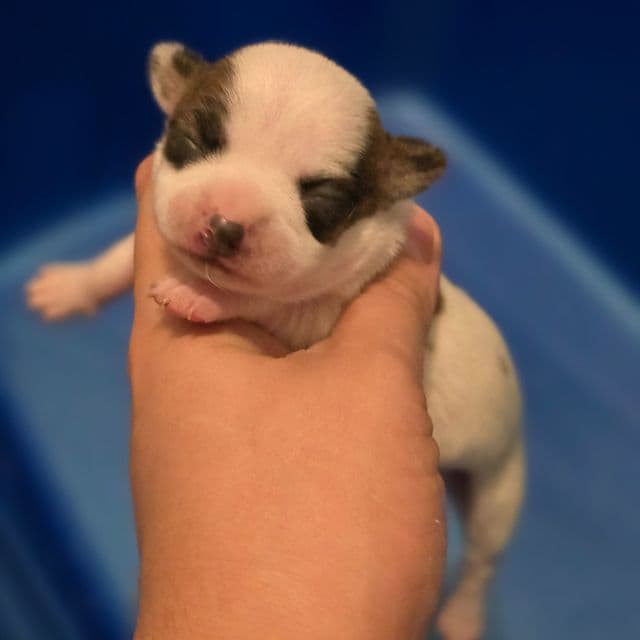 Miracle  - Chihuahua Female