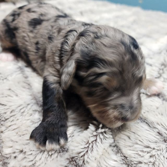 Pretzel f1b - Bernedoodle Female
