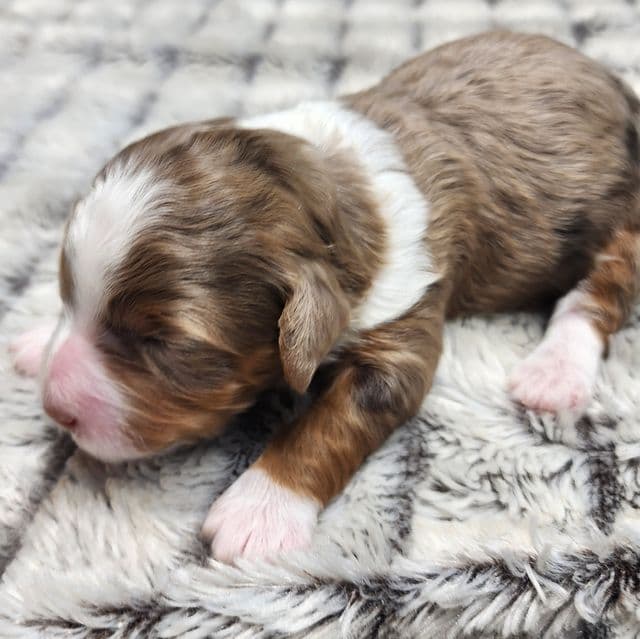 Sadie f1b - Bernedoodle Female