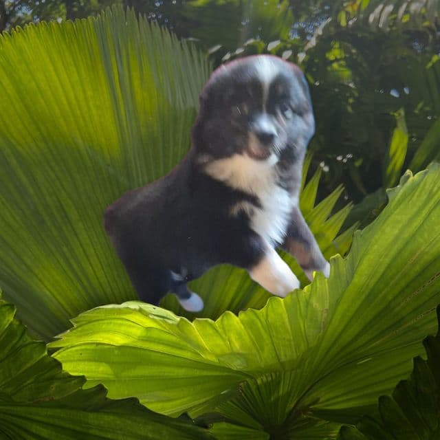 Rose - Australian Shepherd Female