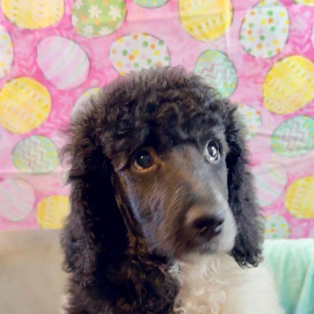 Minnie - Standard Poodle Female