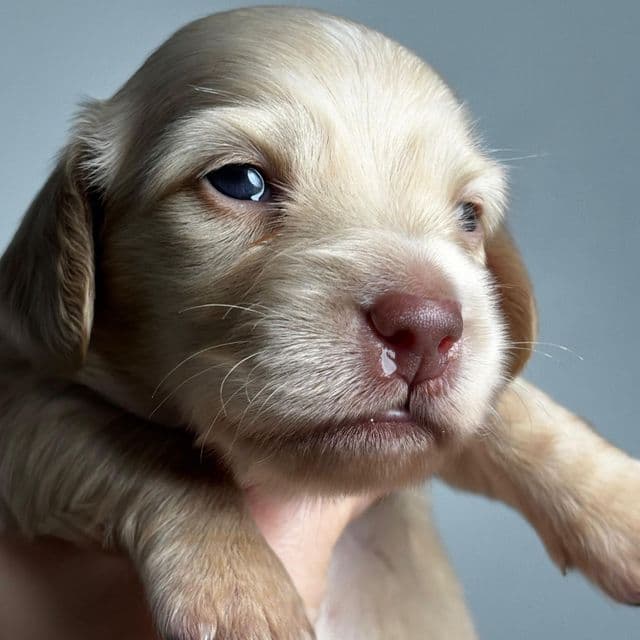 Puppy ee Cream - Dachshund Male