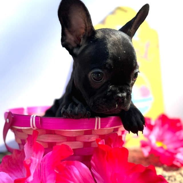 Barber - French Bulldog Female