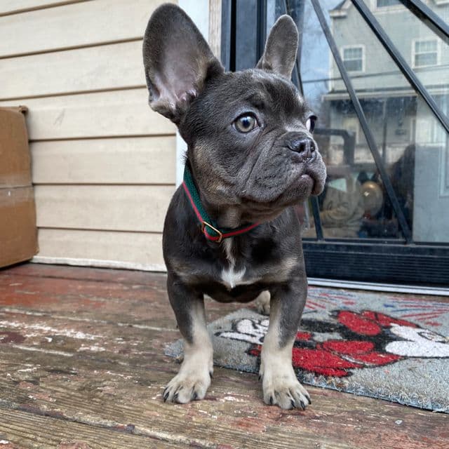 Bluey - French Bulldog Male