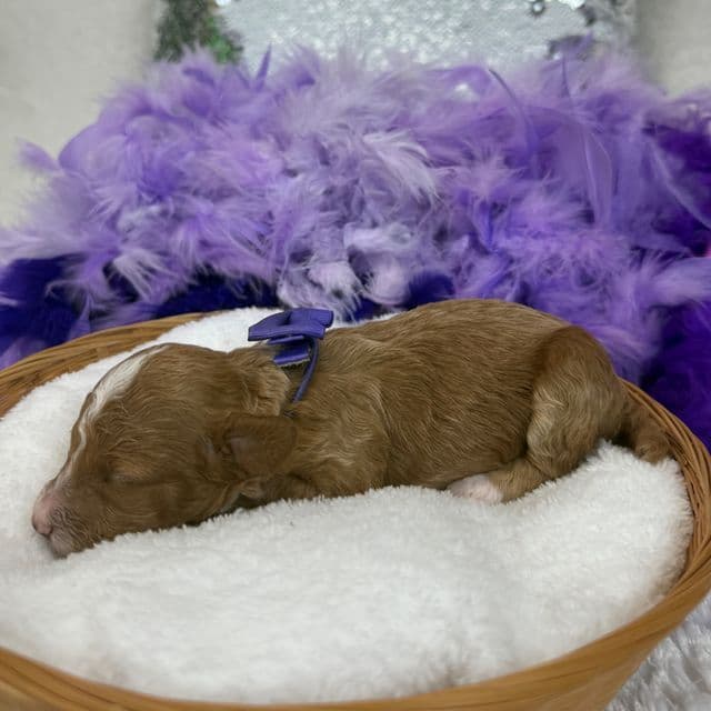 Scarlett Purple Girl - Toy Poodle Female