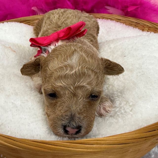 Scarlett's Pink Girl - Toy Poodle Female