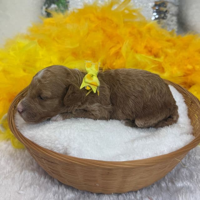 Scarlett Yellow Girl - Toy Poodle Female