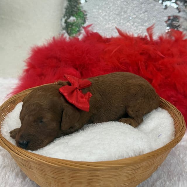 Scarlett Red Boy - Toy Poodle Male
