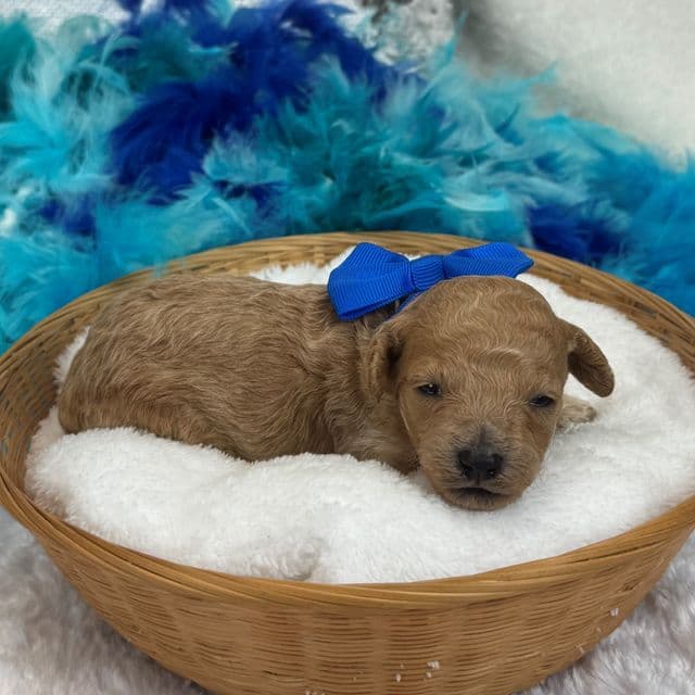 Scarlett Blue Boy - Toy Poodle Male