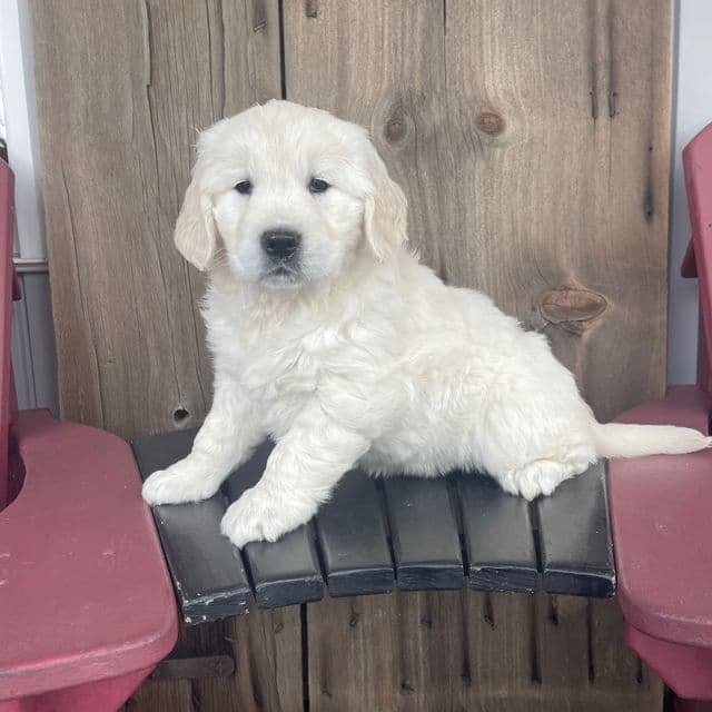 Snowball - Golden Retriever Female
