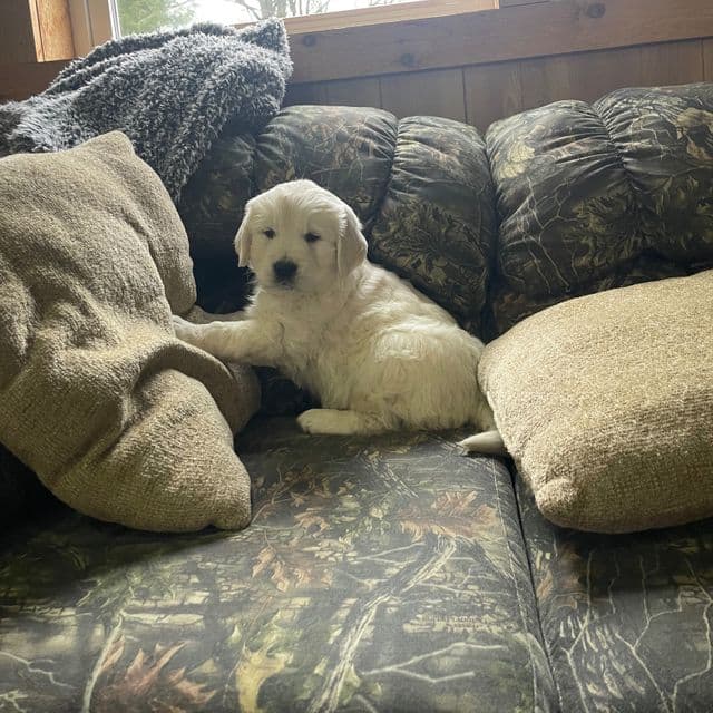 Sandra - Golden Retriever Female