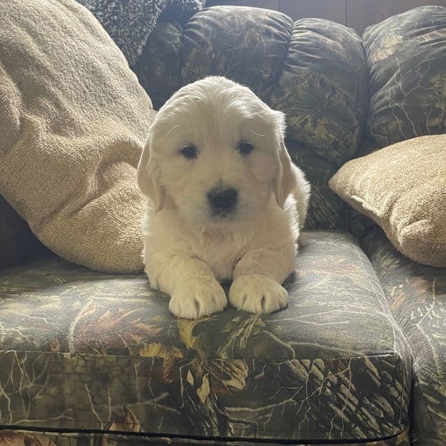 Sandra - Golden Retriever Female