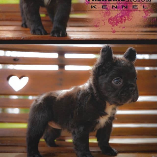 Ugg - French Bulldog Female