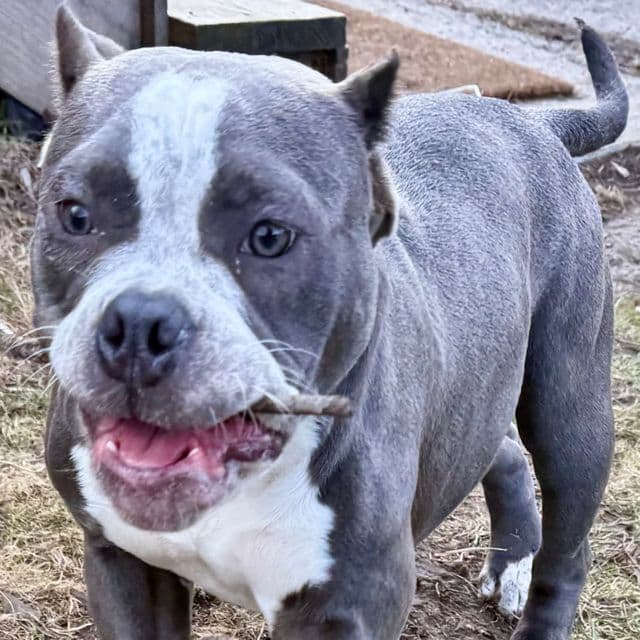 Blue Girl - American Bully Female