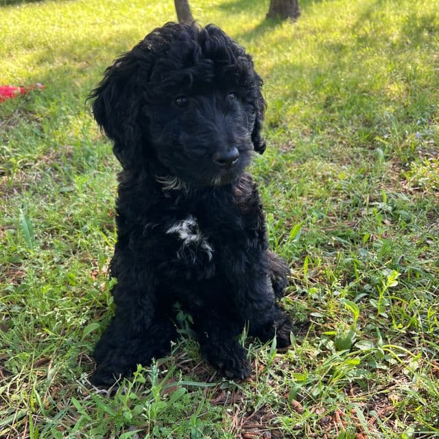 Chip - Labradoodle Male