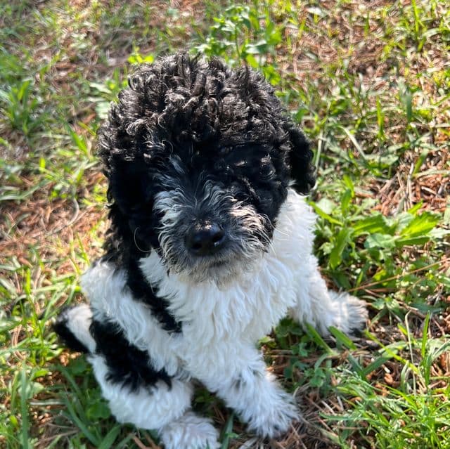 Bentley - Labradoodle Male