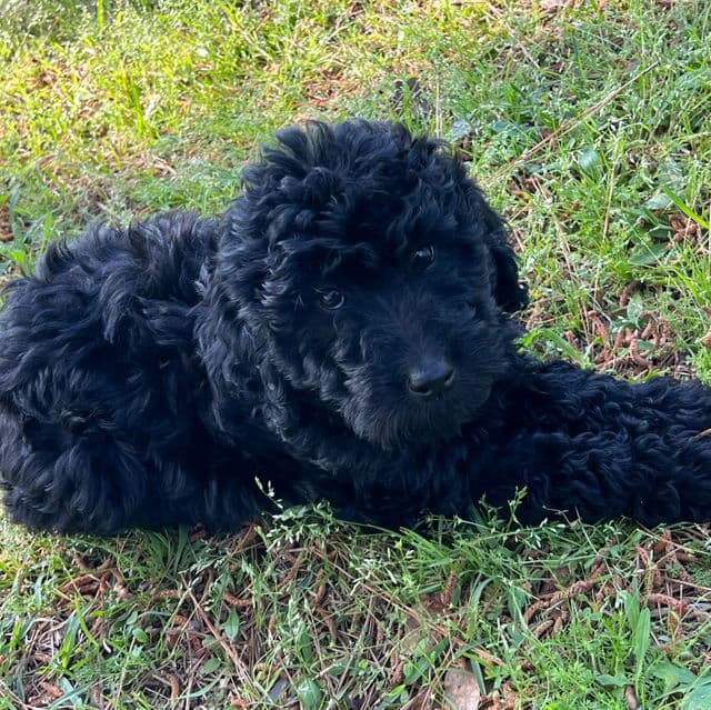 Chevy - Labradoodle Male