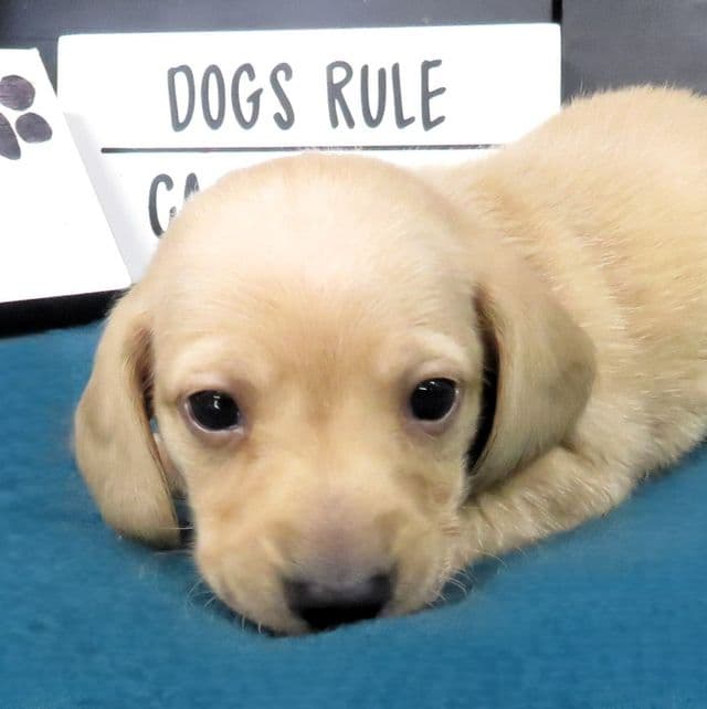 Chosen - Doxle Male