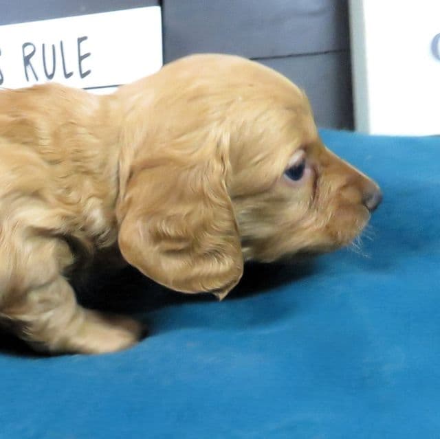 Bootle - Doxle Male