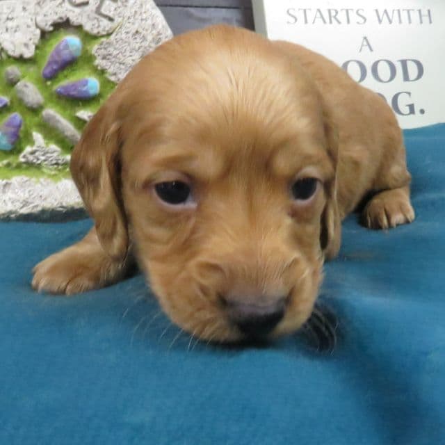 McDuff - Doxle Male