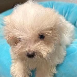 Vickie - Maltese Female