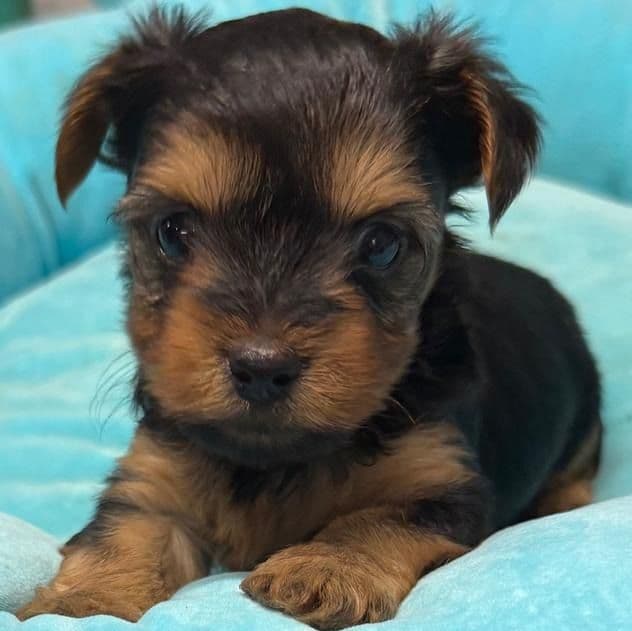 Rocky - Yorkshire Terrier Male