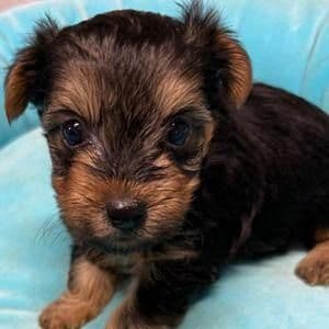 Rebel - Yorkshire Terrier Male