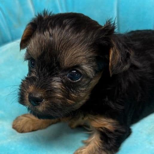 ROBBIE - Yorkshire Terrier Male