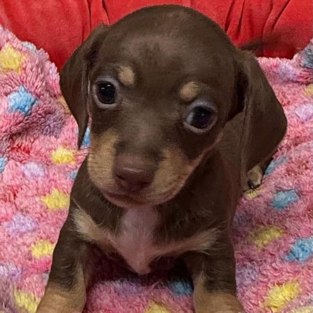 Gilly - Dachshund Female