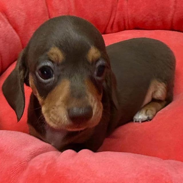 Gayle - Dachshund Female