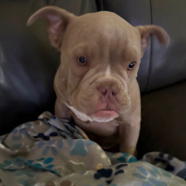 Lilac Boy - American Bully Male