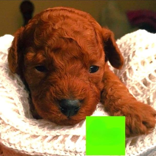 Clifford - Toy Poodle Male